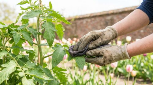 Deze badkamerhulp redt eindelijk je tomatenplant van de beestjes